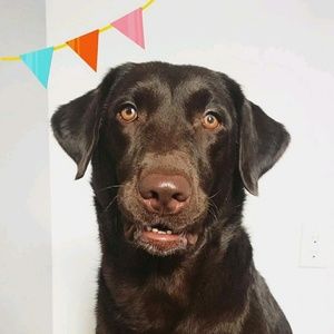 Meet your Posher, Albert